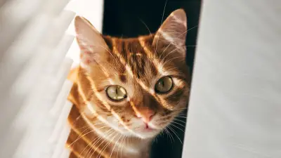 Arthrose bei Katzen: Diese versteckten Anzeichen deuten auf Gelenkschmerzen hin