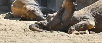 Elefantenfamilie kehrt nach sechs Jahren in Berliner Tierpark zurück