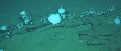 Forschende entdecken fast 500 Walkadaver in Rekordtiefe im Indischen Ozean