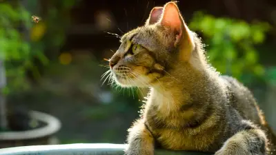 Garten-Gefahren: Diese Insekten können für Katzen zum Notfall werden