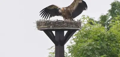 Gänsegeier in Deutschland: Dutzende Sichtungen und seltener Angriff auf Storchennest