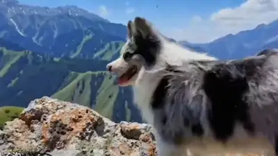 Hund mit 1,5 Millionen Followern in China entführt und gegessen