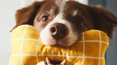 Ikea öffnet alle Filialen für Hunde: Neue Regel ab sofort