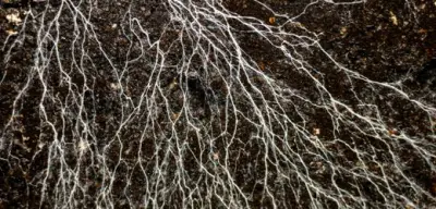 Pilznetzwerke erstrecken sich über 110 Billiarden Kilometer unter der Erde