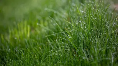 Rasen mähen bei Nässe: Tipps vom Experten für ein sauberes Ergebnis