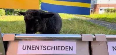 Schwarzes Lamm orakelt: Kein Sieg für DFB-Elf zum WM-Auftakt