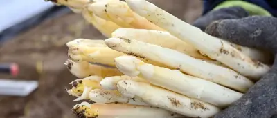 Spargel-Saisonende: Preise steigen auf bis zu 6,29 Euro
