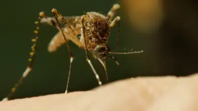 Studie: Mücken lernen, Mückenspray zu lieben – über 60% stechen trotz DEET