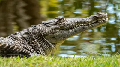 Tödlicher Alligator-Angriff in Florida: Frau verliert beide Arme