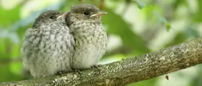 Trauerschnäpper: Klimawandel zwingt Zugvögel zu Umwegen
