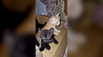 Ukrainische Soldaten retten Katzenbabys per Drohne