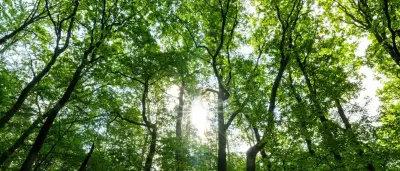 Waldbrandgefahr in Berlin am Sonntag auf höchster Stufe fünf