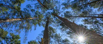 Waldbrandgefahr in Brandenburg steigt – Höchste Stufe im Süden
