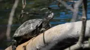 14 exotische Schildkrötenarten neu in deutschen Gewässern entdeckt