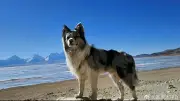 1,5 Mio. Follower: Berühmter Hund in China-Restaurant serviert