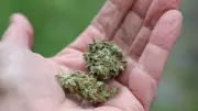 31 Kilo Marihuana: Zoll stoppt Verdächtigen bei Einreise aus der Schweiz