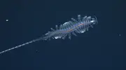 31 neue Tiefsee-Kreaturen vor Brasiliens Küste entdeckt