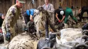 450 Heidschnucken in Soltau geschoren: Handarbeit für die Wolle