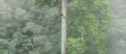 84 Meter hohes „Himmelsschwert“: Höchster Baum Ostasiens in Taiwan entdeckt