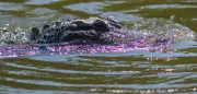 Alligator tötet 31-Jährige beim Schwimmen in Florida