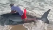 Angler kämpft mit Weißem Hai vor Nantucket und lässt ihn frei
