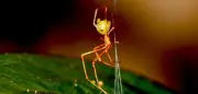 Ballista-Spinne katapultiert Ameisen mit Rekordgeschwindigkeit ins Netz