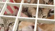 Über 500 Katzen in Vietnam vor Schlachthof gerettet