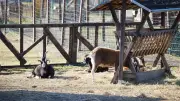 Berliner Streichelzoo Helle Tierarche vor ungewisser Zukunft