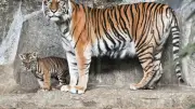 Berliner Tierpark 2025: Besucherzahlen weiter gesunken