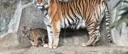 Berliner Tierpark 2025 erneut mit Besucherrückgang