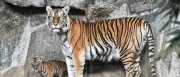 Berliner Tierpark kämpft weiter mit sinkenden Besucherzahlen