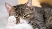 Überraschende Ursachen: Warum haben Katzen weiße Pfoten?