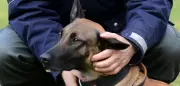 Bielefeld: Mann provoziert Polizeihund mit Deutschlandflagge – Tier beißt zu