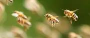 Bienenschwarm überfällt Strand bei Rimini – niemand verletzt