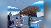 Bienenschwarm besetzt Sonnenschirm am Strand von Rimini