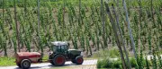 Bierkrise: Hopfenanbau in Deutschland schrumpft drastisch