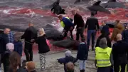 Blutige Waljagd auf Färöer: Hunderte Tiere getötet