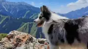 Border Collie mit 1,5 Mio. Followern in China entführt und gegessen