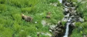 Braunbär verletzt Wanderer in der Slowakei schwer