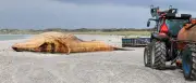Buckelwal „Timmy“: Öffentliche Obduktion am Strand von Anholt gestartet