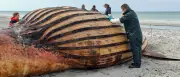 Buckelwal „Timmy“: Obduktion am dänischen Strand hat begonnen