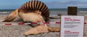 Buckelwal „Timmy“: Obduktion auf Anholt startet am Donnerstag