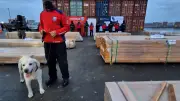 Chile: Rekordfund von 108 Tonnen Kokain und Ketamin in Holz versteckt