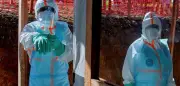 Ebolaausbruch in Afrika: Vielversprechende Impfstoffe gegen Bundibugyo-Virus