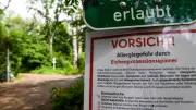 Eichenprozessionsspinner: Berliner Bezirke schlagen Alarm und fordern Hilfe