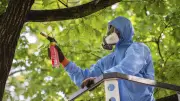 Eichenprozessionsspinner in Berlin-Mitte: Befall erheblich