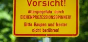 Eichenprozessionsspinner: Umweltminister hält Gifteinsatz für bedingt möglich