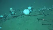 Einzigartiger Wal-Friedhof in 7000 Metern Tiefe entdeckt