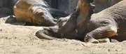 Elefantenfamilie kehrt nach sechs Jahren in Berliner Tierpark zurück