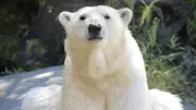 Fake News: Gefälschter Eisbär-Angriff im Berliner Zoo entlarvt